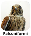 Falconiformi